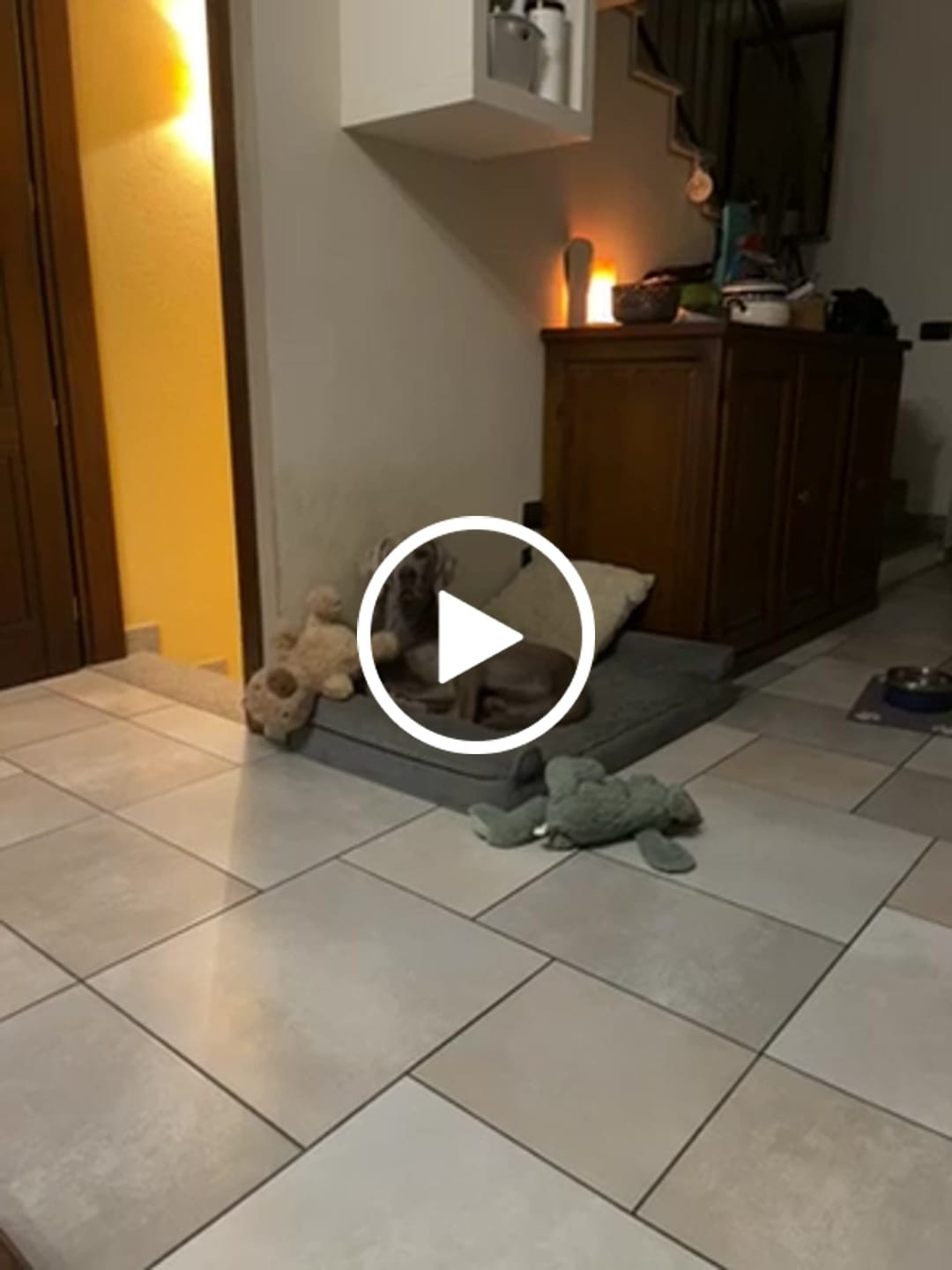 Customer video review of Linea Grain Free - Eglefino, Patate Dolci e Prezzemolo - Cane Adulto