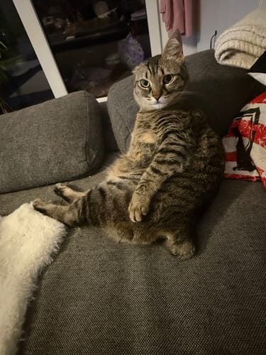 Rezensent zeigt seine entspannte Katze, die auf einem grauen Sofa sitzt.