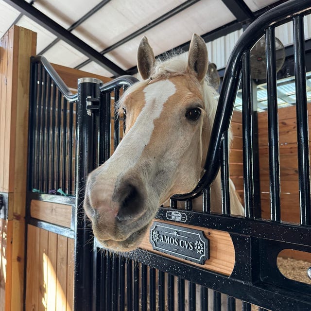 Customer photo review of Personalized Horse Stall Name Plate – Gold on Black Layered Wood Sign (Single Name)