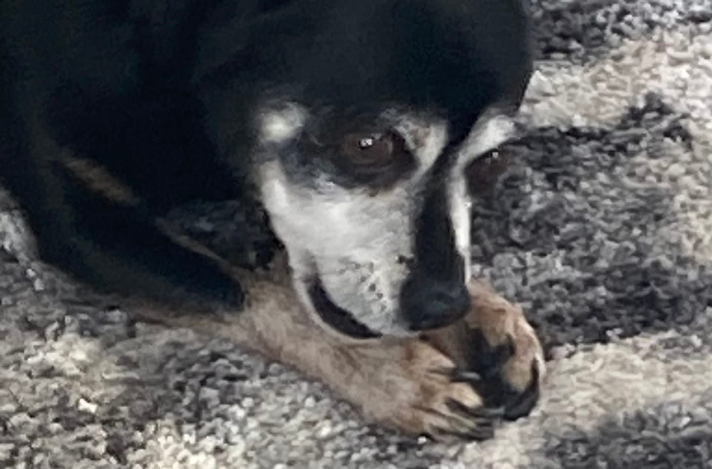 Customer photo review of Earthbones Dental Chews For Dogs