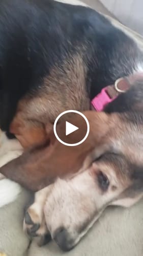 Customer video review of Petsmont Buddy Guard Medium Dog