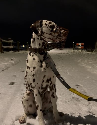 Customer photo review of „All in one“ Maulkorb