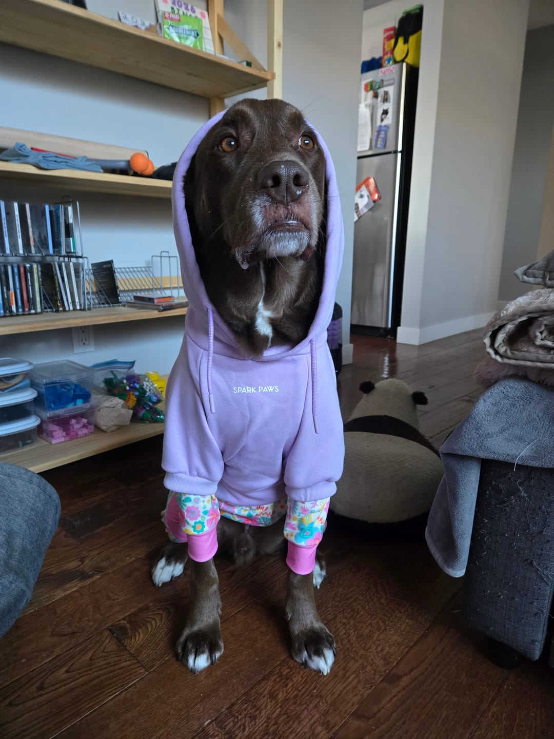 Customer photo review of Essential Dog Hoodie - Lavender