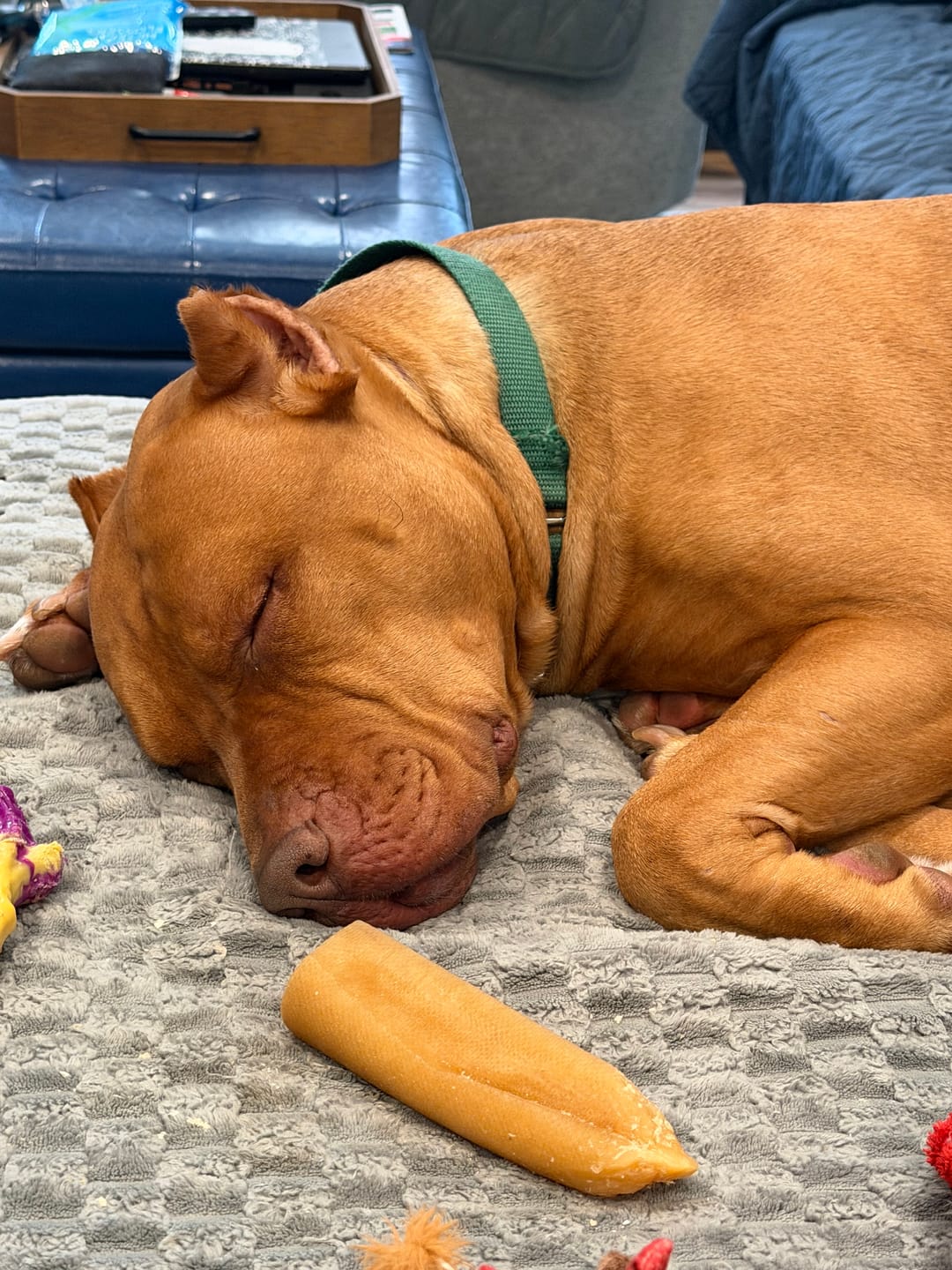 Customer photo review of Himalayan Yak Cheese Chew Dog Treat
