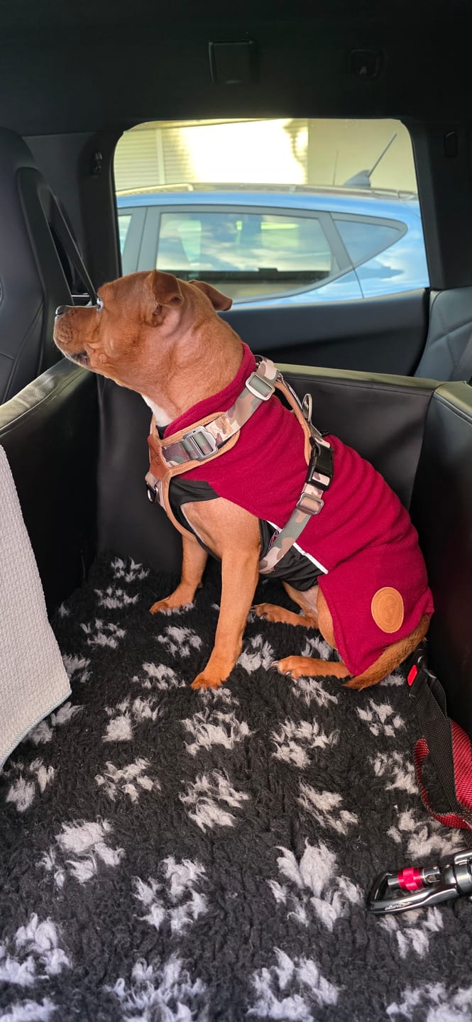 Customer photo review of Staffordshire Bull Terrier 1935® Fleece Coat - Burgundy