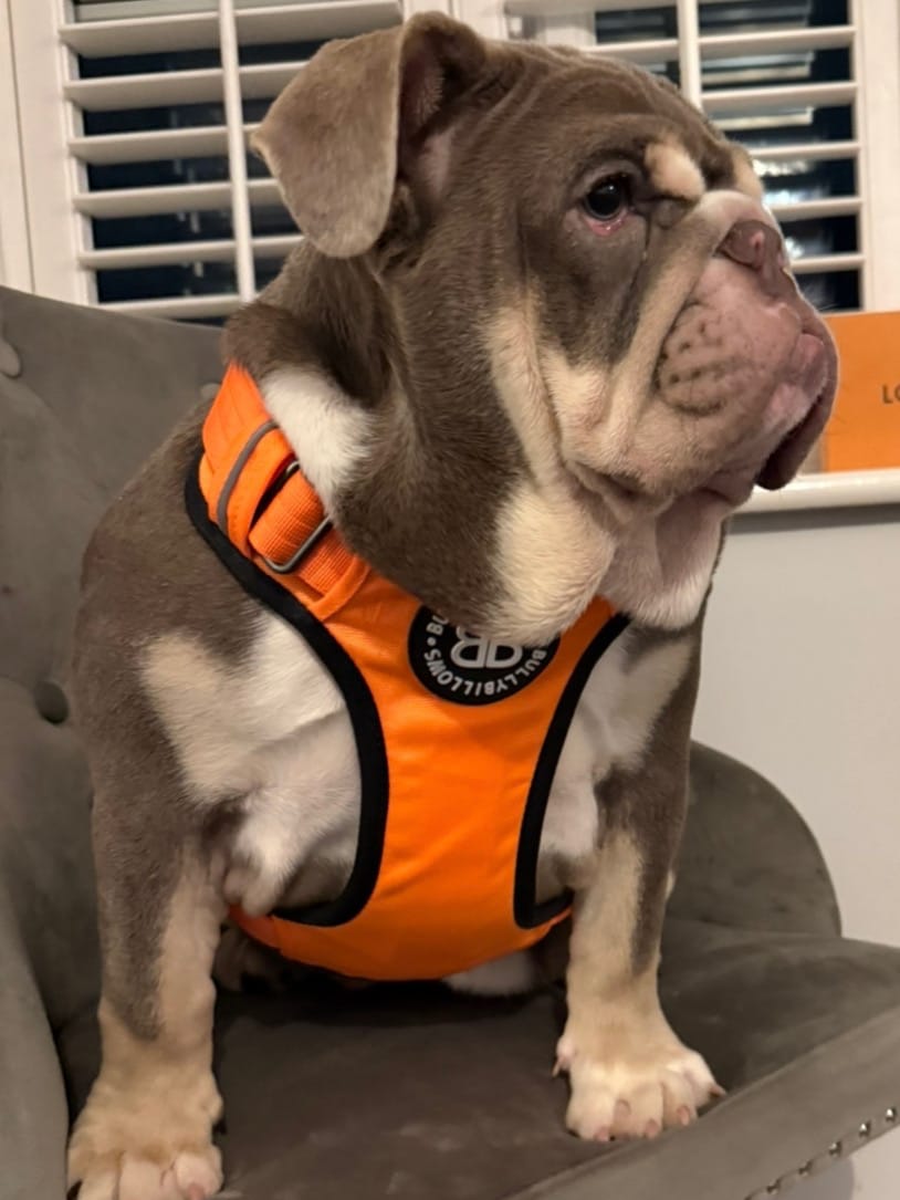 Customer photo review of Comfort Premium Harness | Non Restrictive - Orange