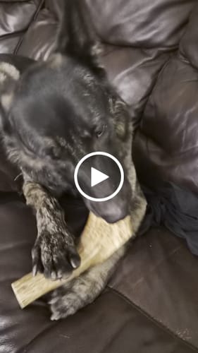 Customer video review of Elk Antler Whole Chew