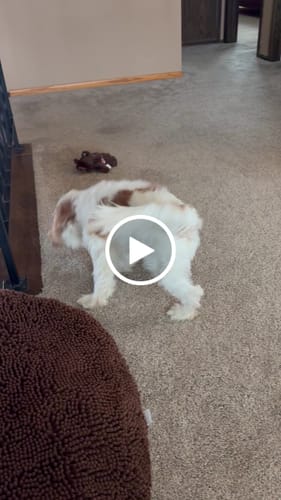 Customer video review of WUNDERball - Best Fetch Toy