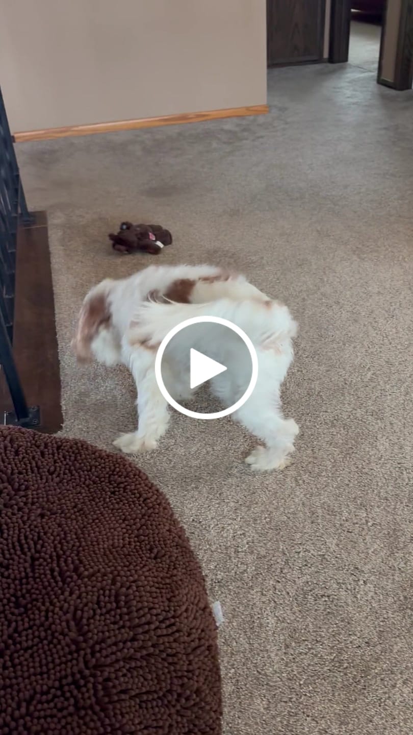 Customer video review of WUNDERball - Best Fetch Toy