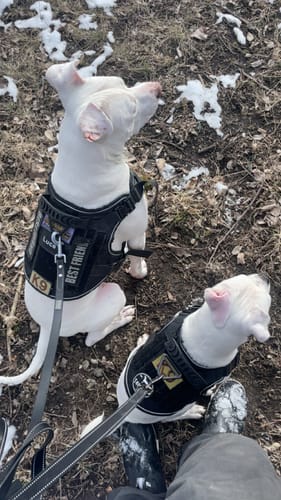 Customer's two white dogs sitting on a trail, both wearing black Team K9 Tactical Dog Harnesses.