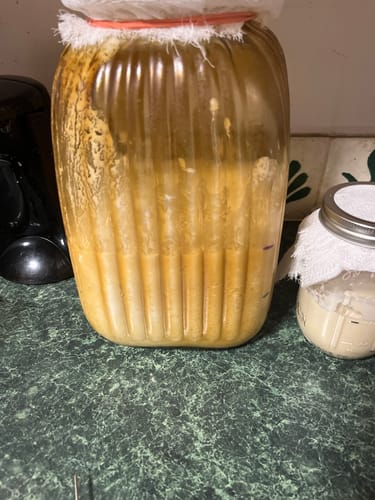 Customer photo review of Sourdough Starter Survival Guide | A Clear, Beginner-Friendly System for Feeding & Maintaining a Healthy Starter