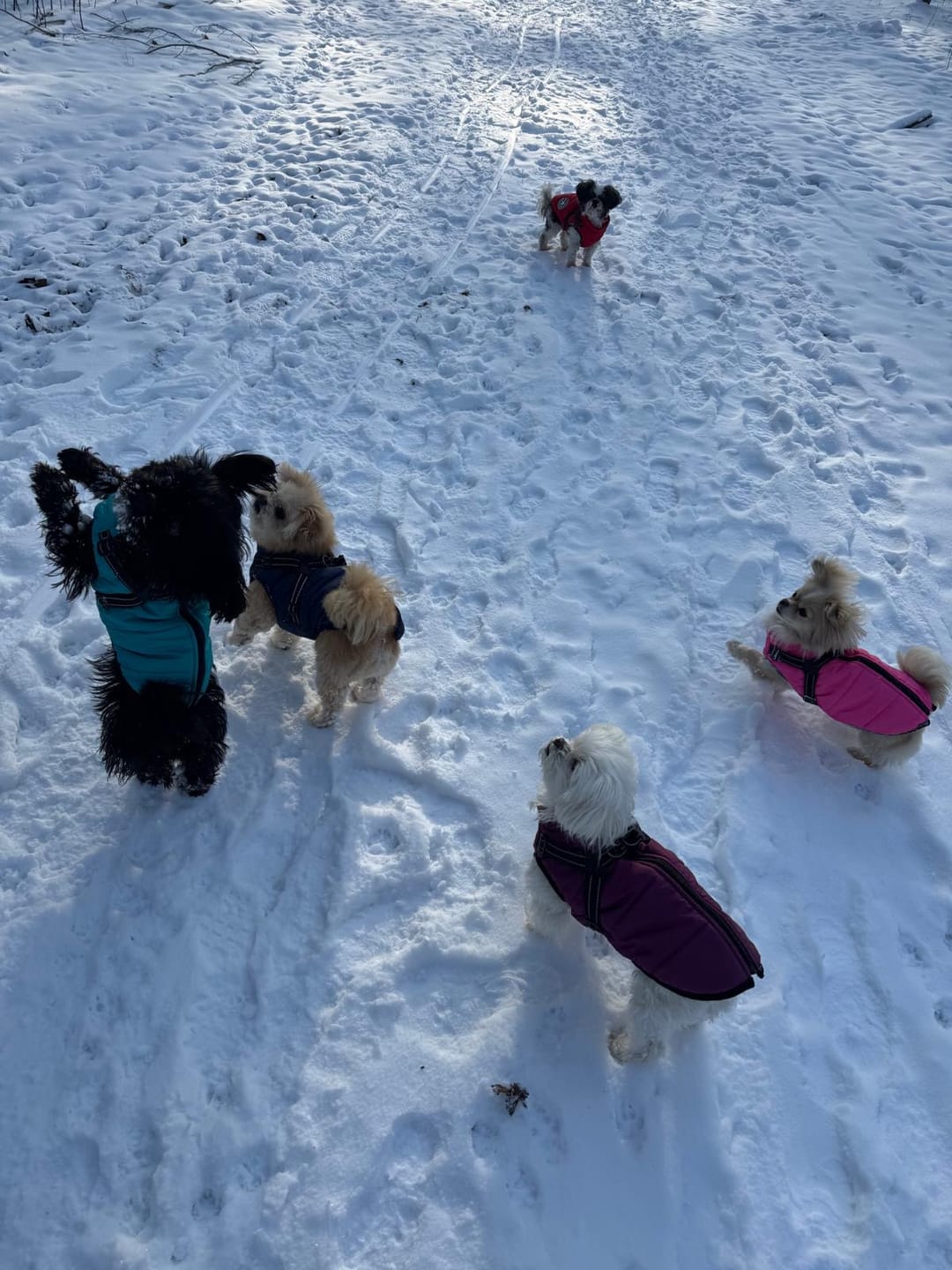 Customer photo review of Emmalove - Wasserdichter Hundemantel Extreme