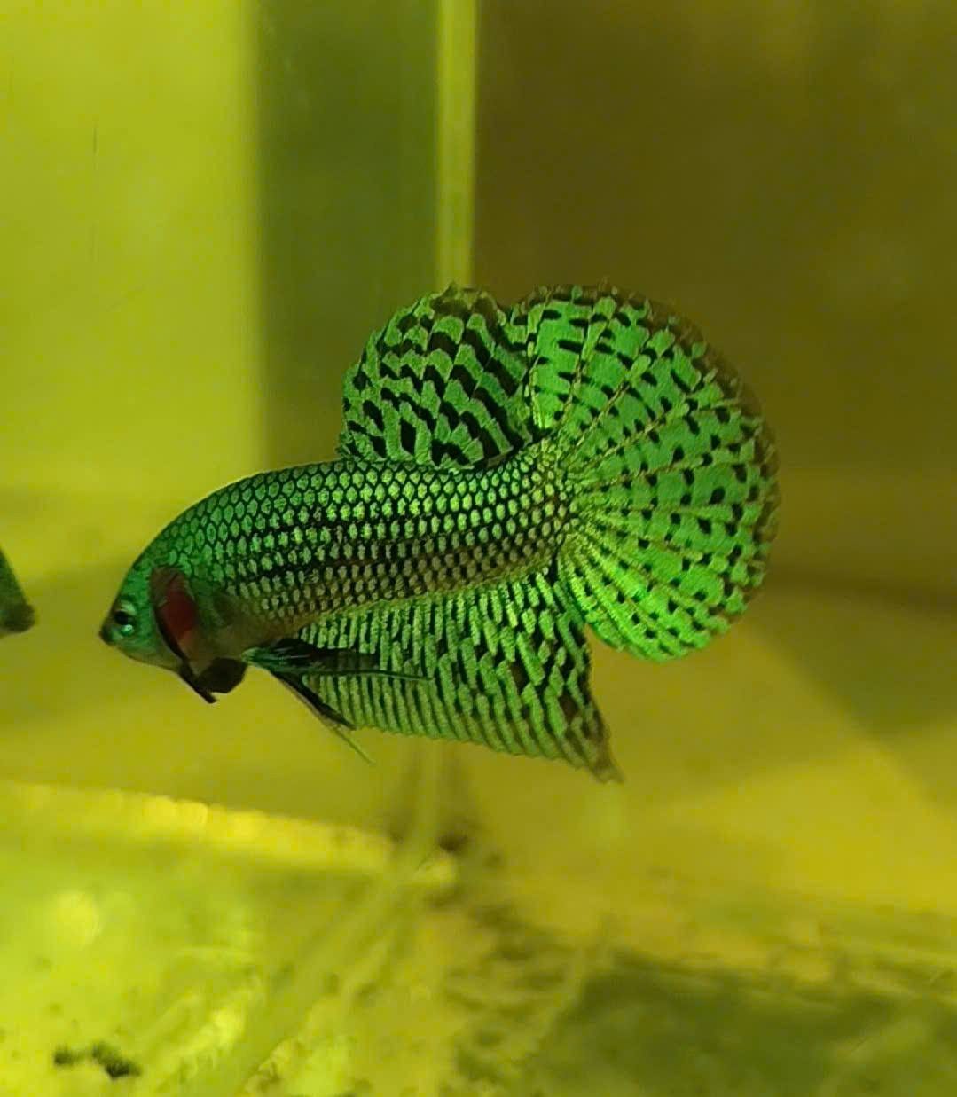 Customer photo review of Wild Alien Green Male Betta Fish