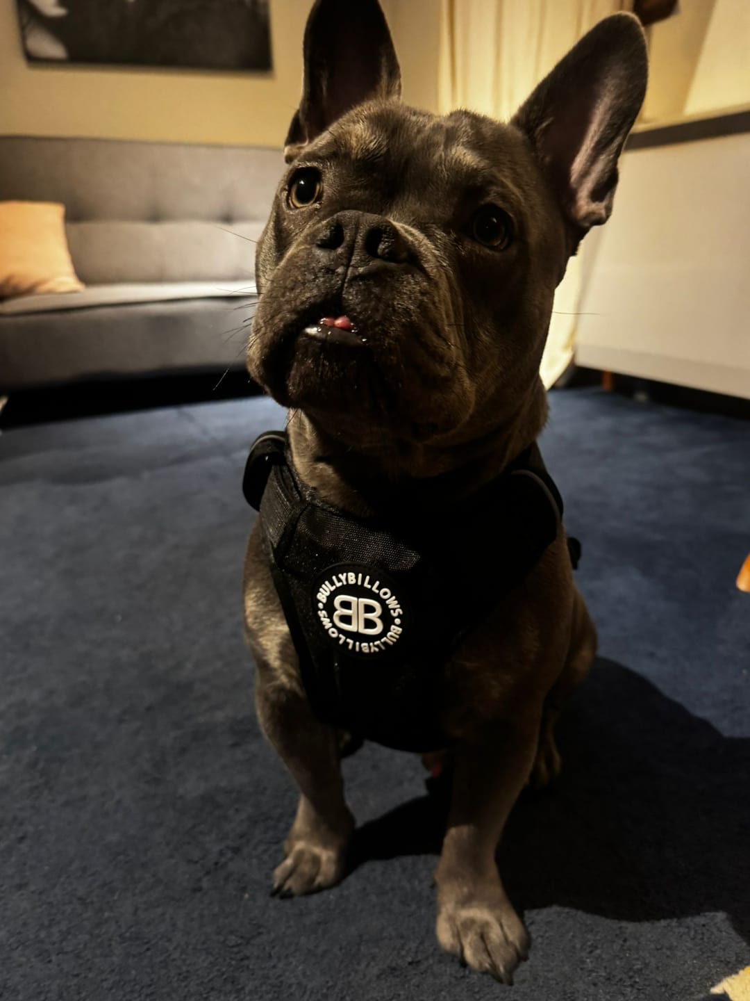 Customer photo review of Comfort Premium Harness | Non Restrictive - Black