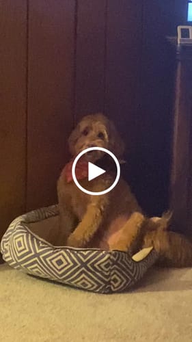 Customer video review of K9 Belly Bliss (Gut Health)