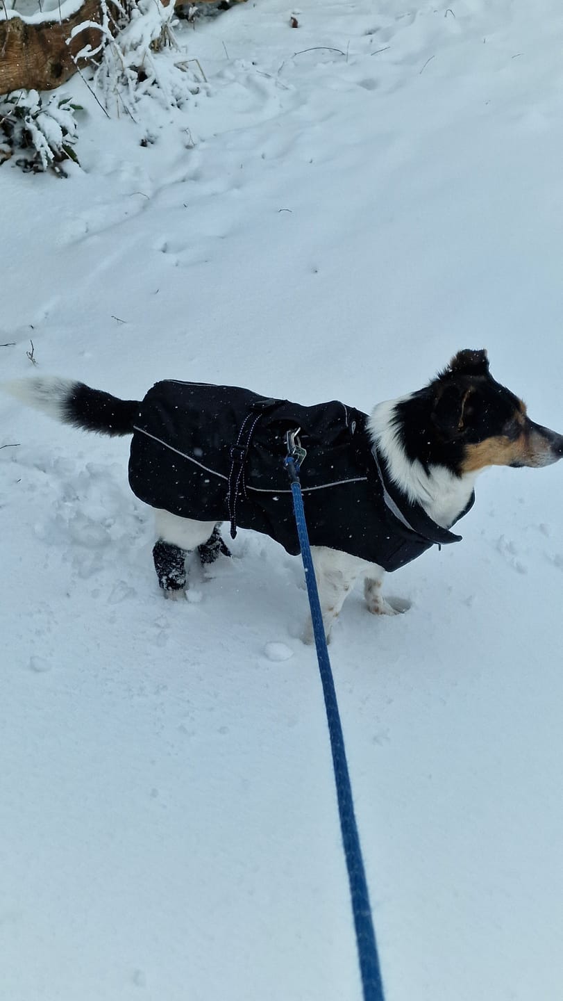 Customer photo review of Stretchy Fleece Dog Leg Warmer Sleeves