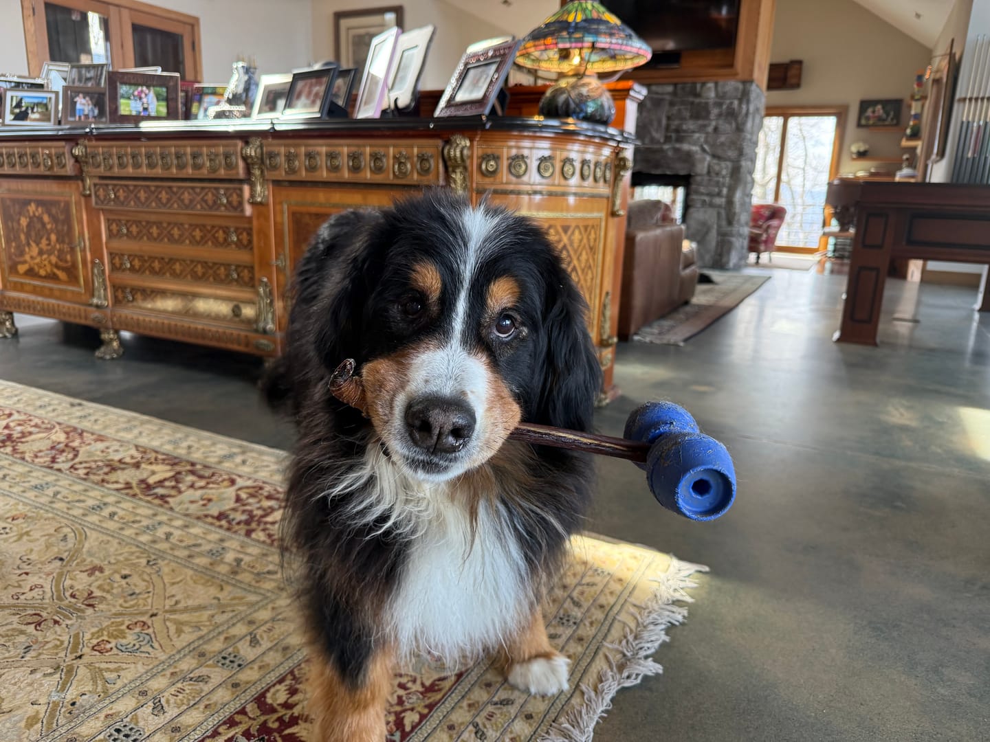 Customer photo review of 12 Inch Jumbo Bully Stick