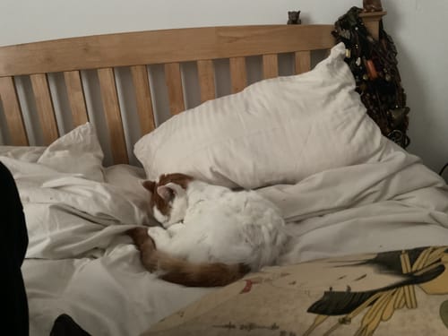 Customer photo review of 1 Month Supply - 1 Cat - One-Time Purchase