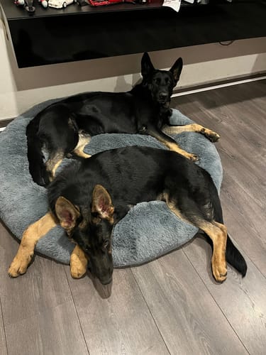 Cliente muestra a sus dos pastores alemanes compartiendo una Cama Antiestrés gris en un suelo de madera.