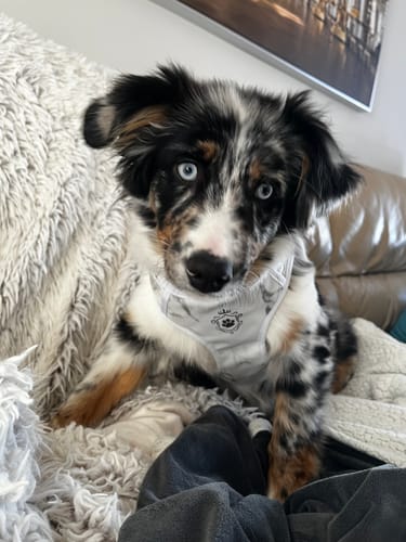 Customer photo review of Mystery Box - Dog