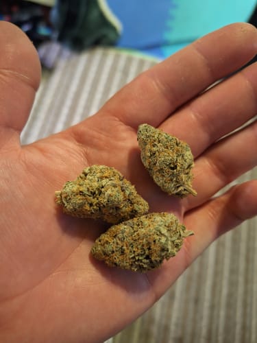 Customer photo review of Tiger's Milk THCA Flower