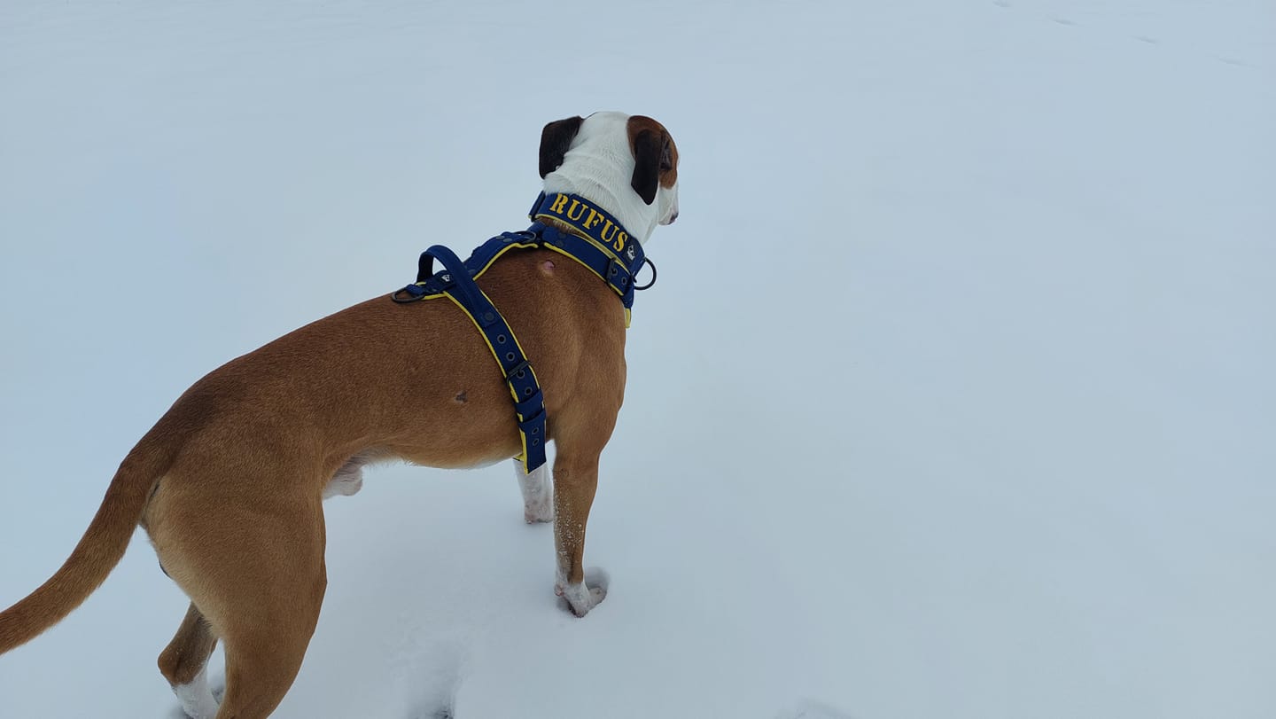 Customer photo review of Hundsele med namn