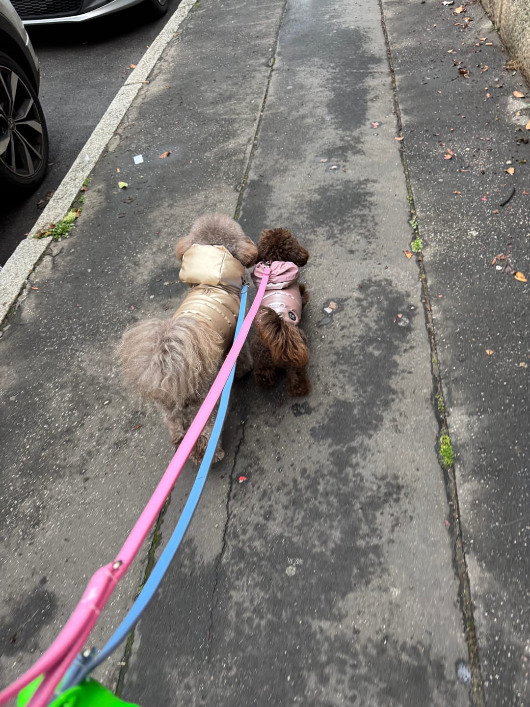 Customer photo review of Collare in pelle Flamingo