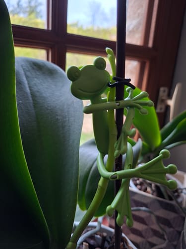 Customer photo review of Mamie-Frog® - Tuteur décoratif