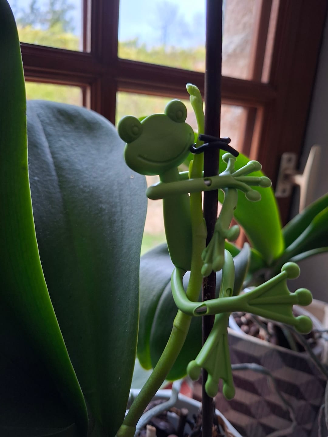 Customer photo review of Mamie-Frog® - Tuteur décoratif