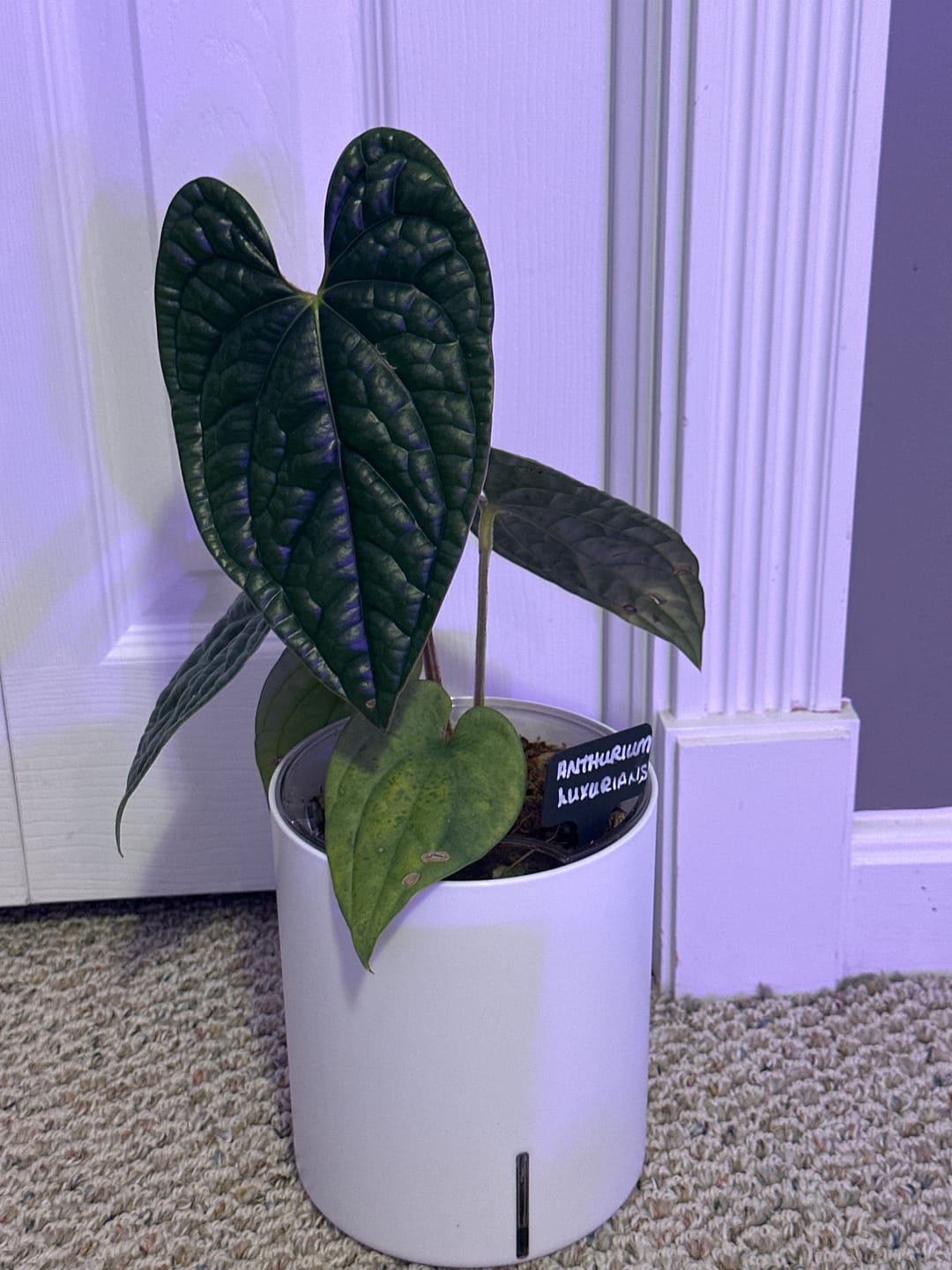Customer photo review of Self-Watering Planter