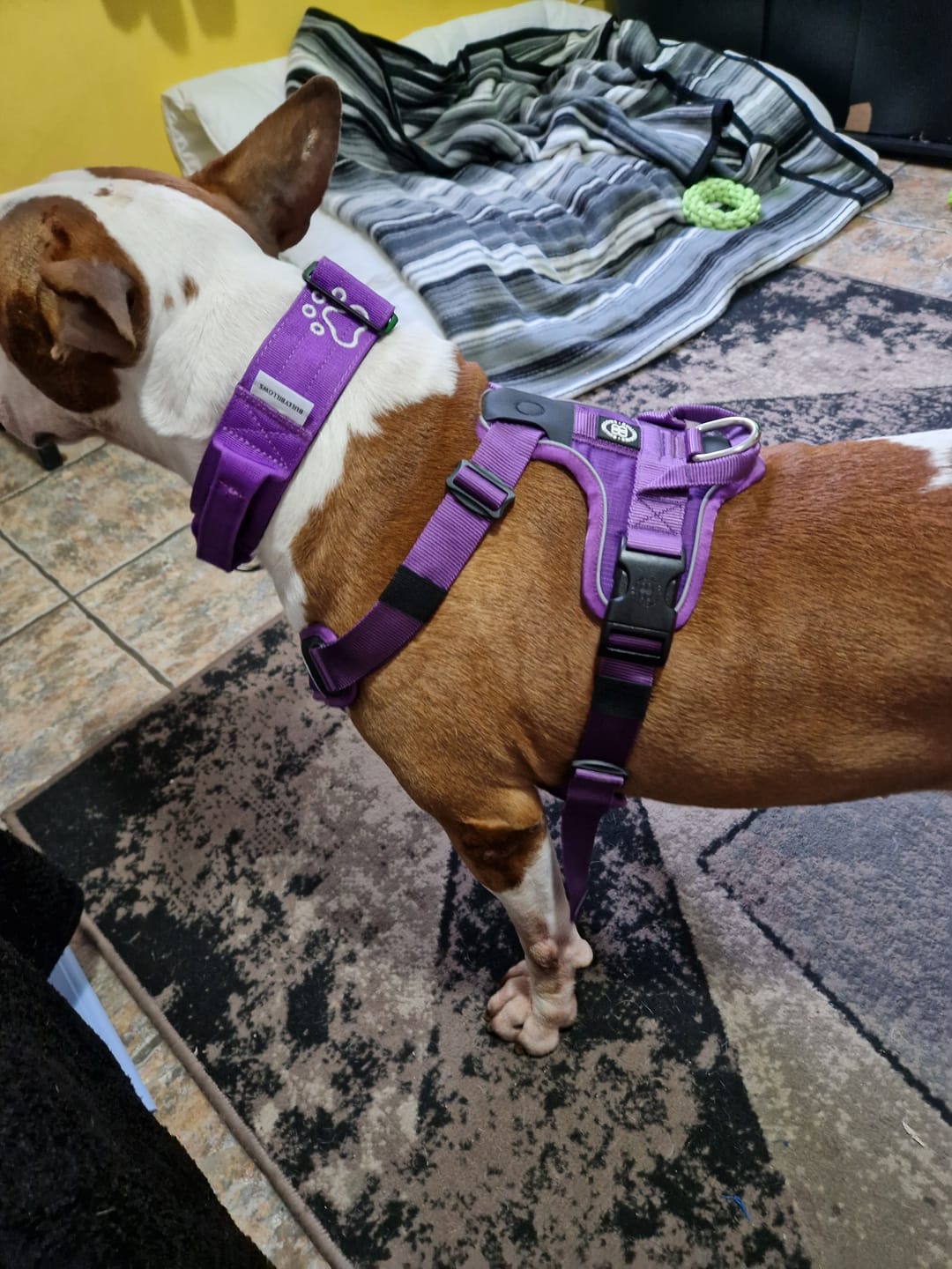 Customer photo review of Anti Pull Hurricane Harness Lighter | With Handle - Purple