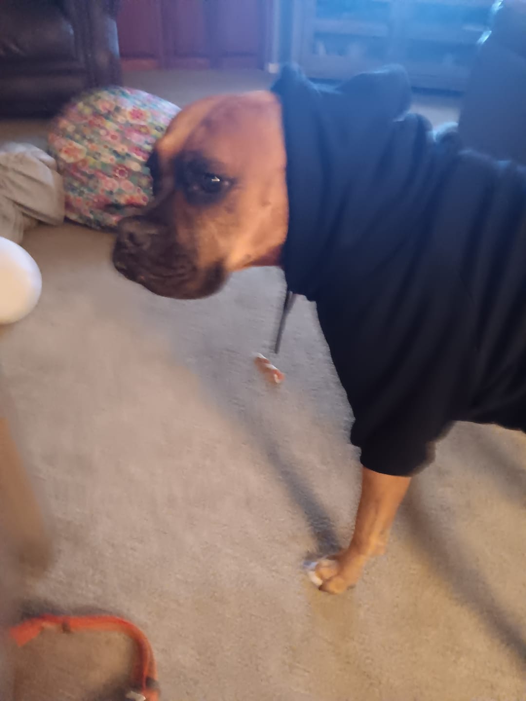 Customer photo review of Essential Dog Hoodie - Black