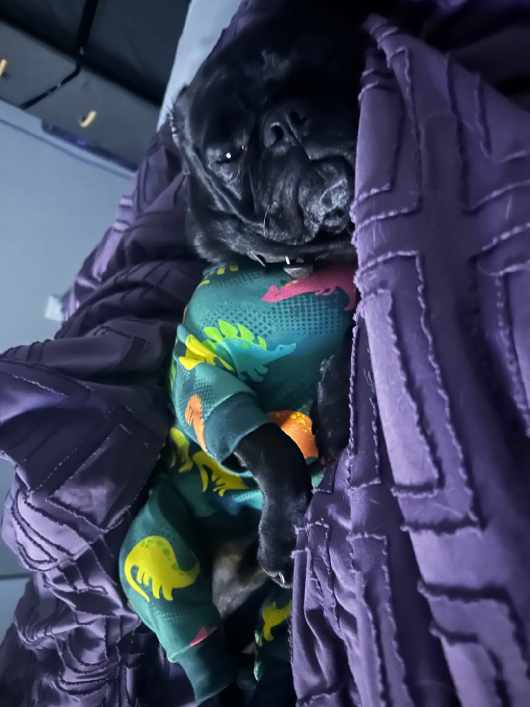 Customer photo review of Dog Pajama - Dinosaurs