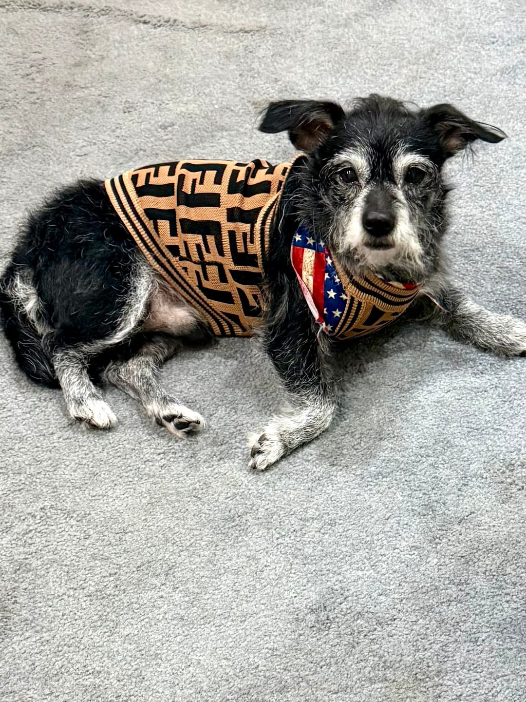 Customer photo review of Fashion Pet Vest Dog Washed Jumper