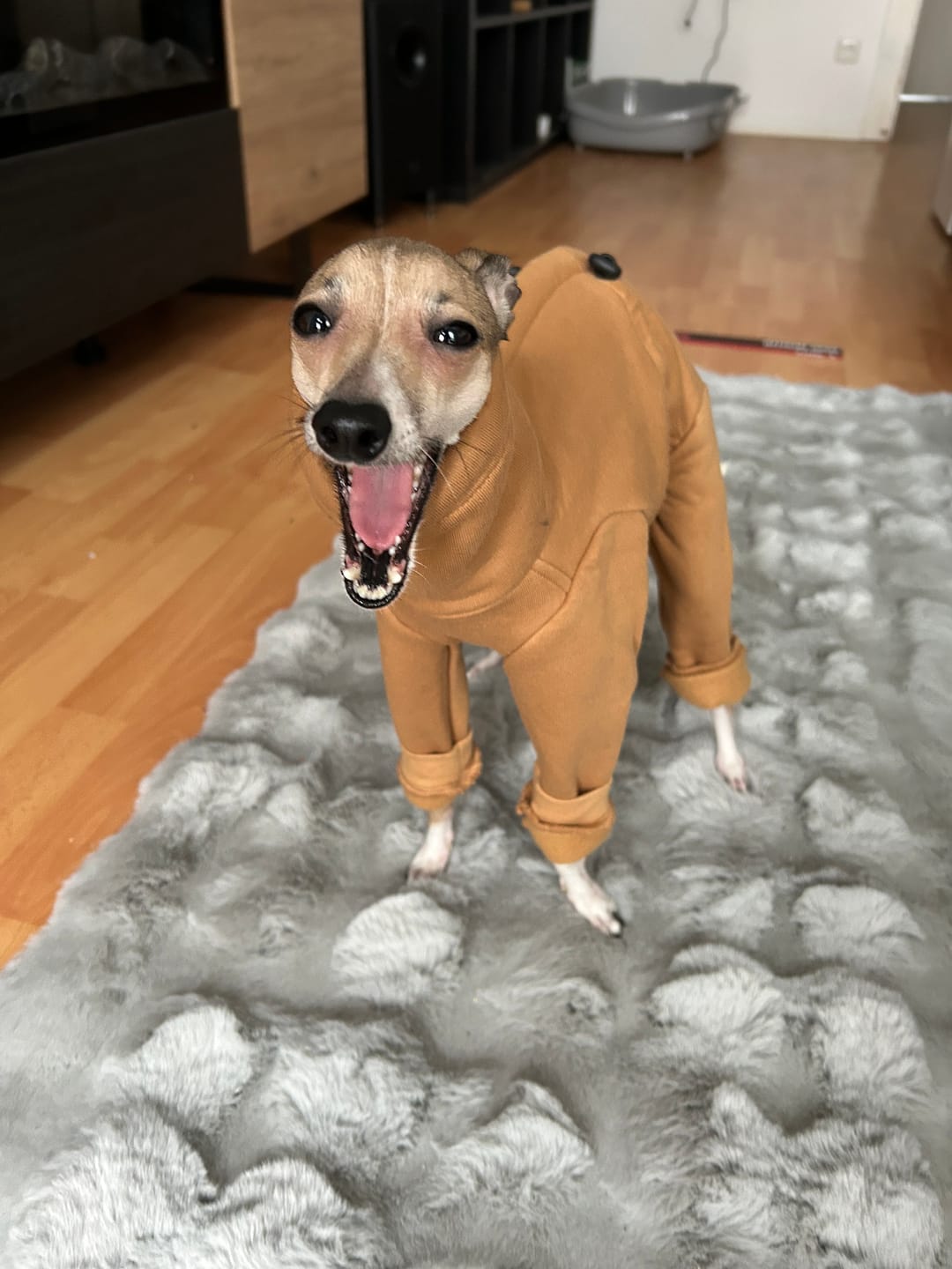 Customer photo review of Nuuk Mini "Camel"