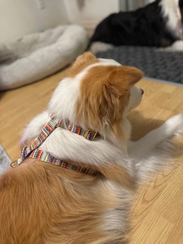 Customer photo review of Mystery Box - Dog