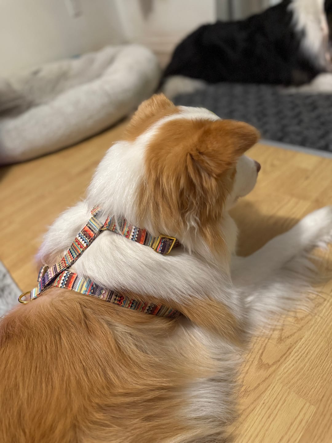 Customer photo review of Mystery Box - Dog