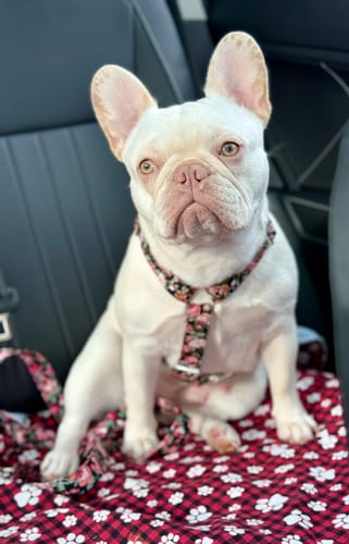 Customer photo review of Mystery Box - Dog