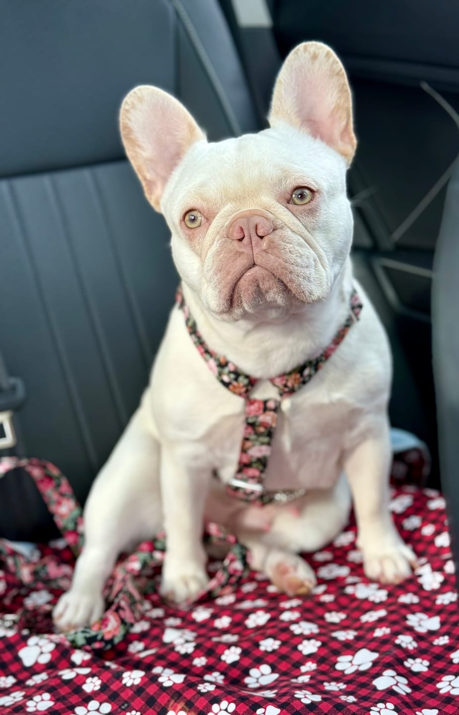Customer photo review of Mystery Box - Dog