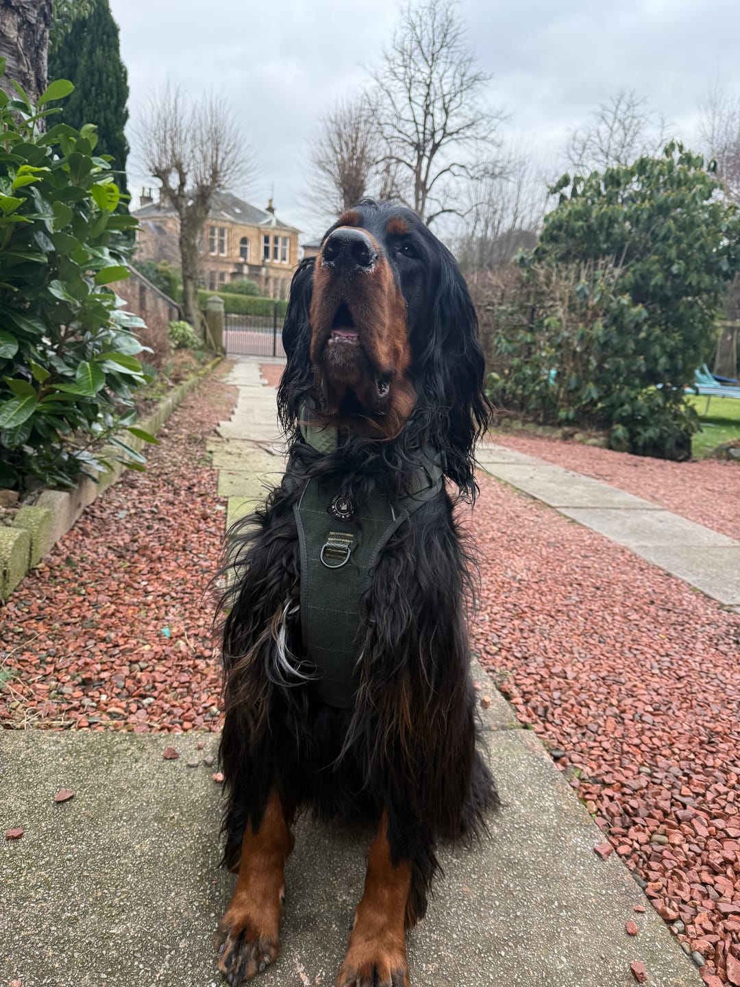 Customer photo review of Trail & Glow Tweed Dog Harness - Forest Tweed