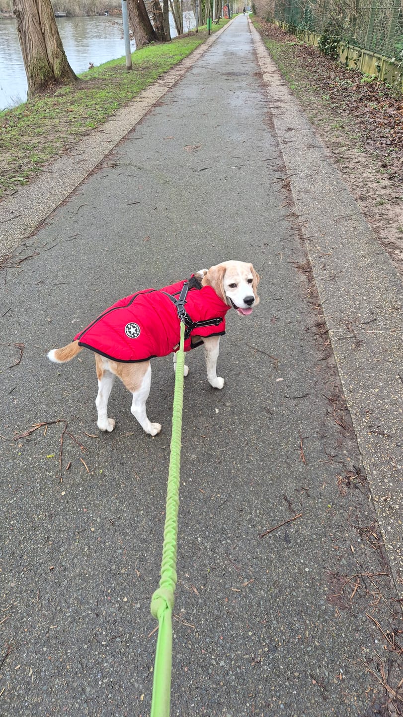 Customer photo review of Emmalove - Wasserdichter Hundemantel Extreme