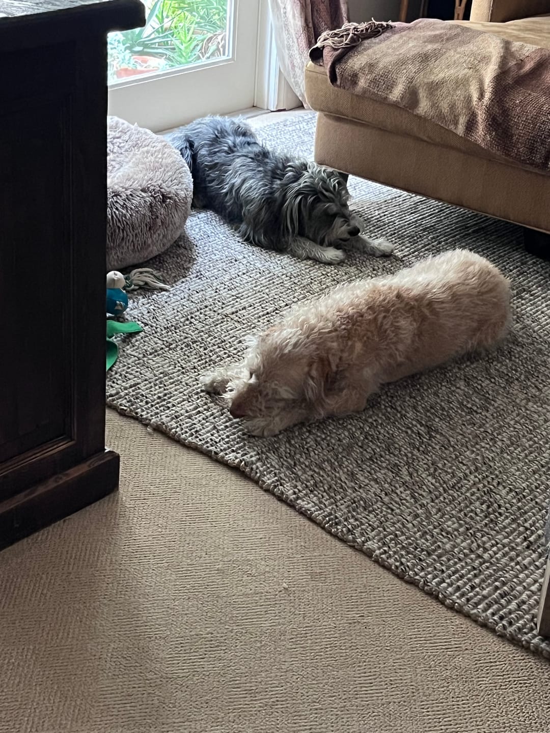 Customer photo review of 4 Inch Thin Bully Sticks