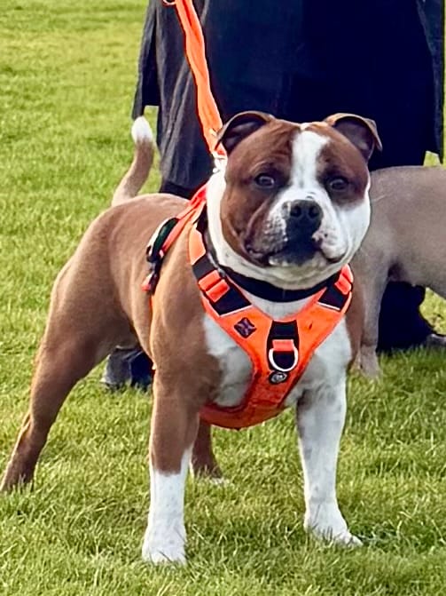 Customer photo review of 4cm LIGHTER Combat® Collar | Handle Rated Clip - Black x Black