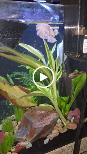 Customer video review of Super White Dumbo Ear Halfmoon Male Betta Fish