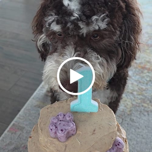 Customer video review of Rush Production (optional)