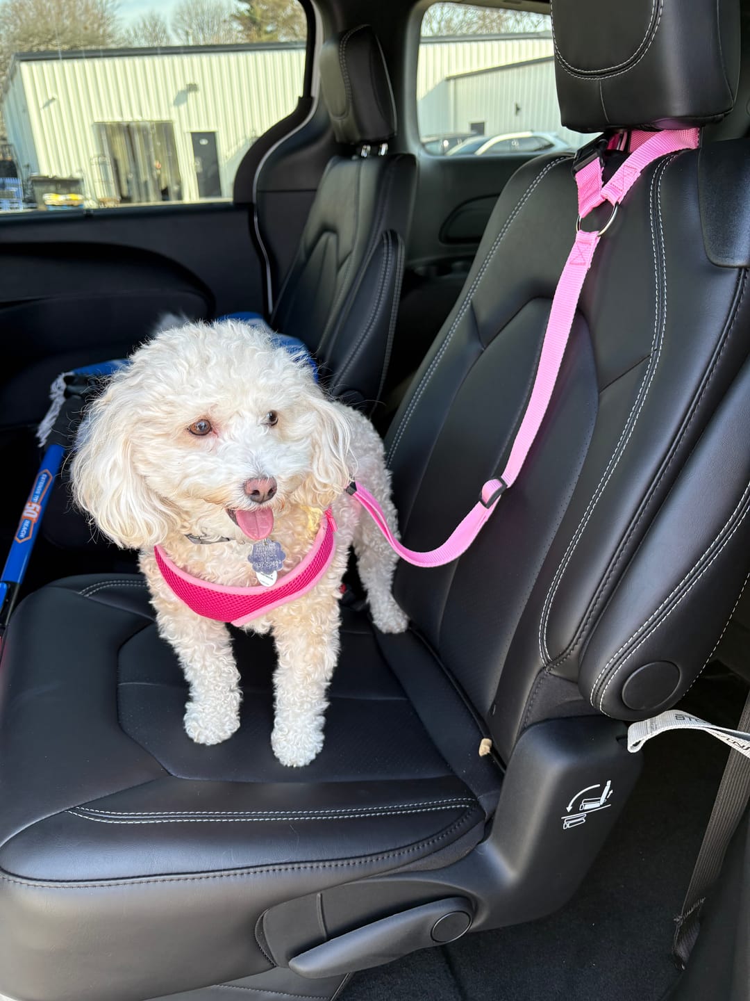 Customer photo review of 2 Pack Headrest Car Dog Safety Seatbelt