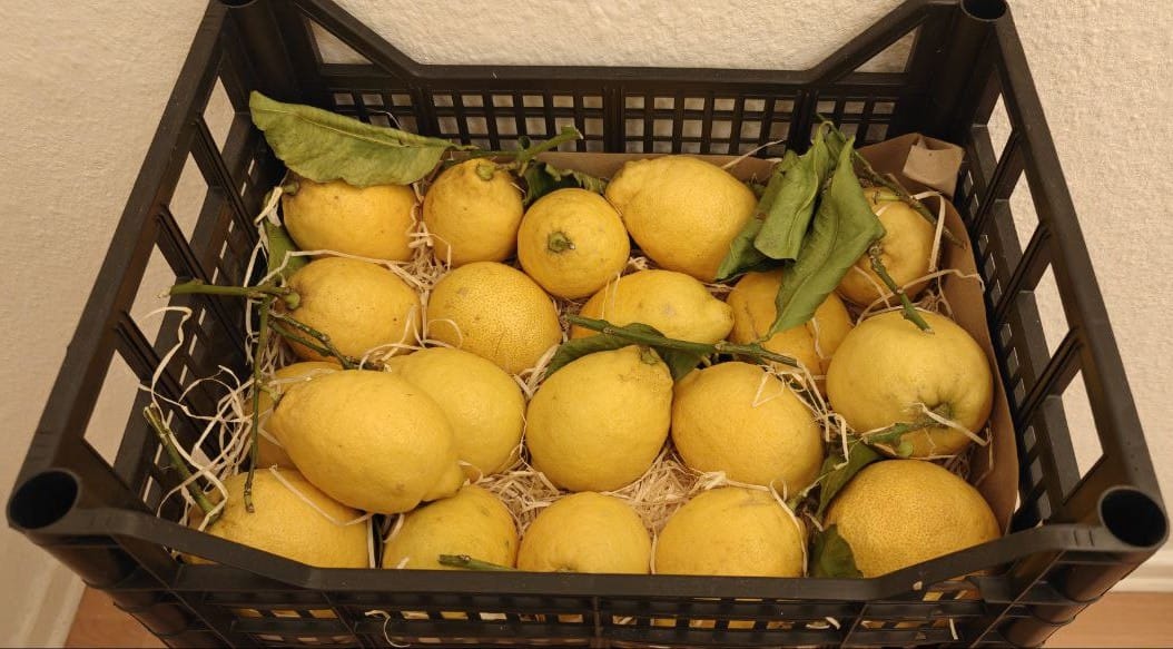 Customer photo review of Zitronen Bio Familie Bilardi Kalabrien 4kg Box Sparpreis %