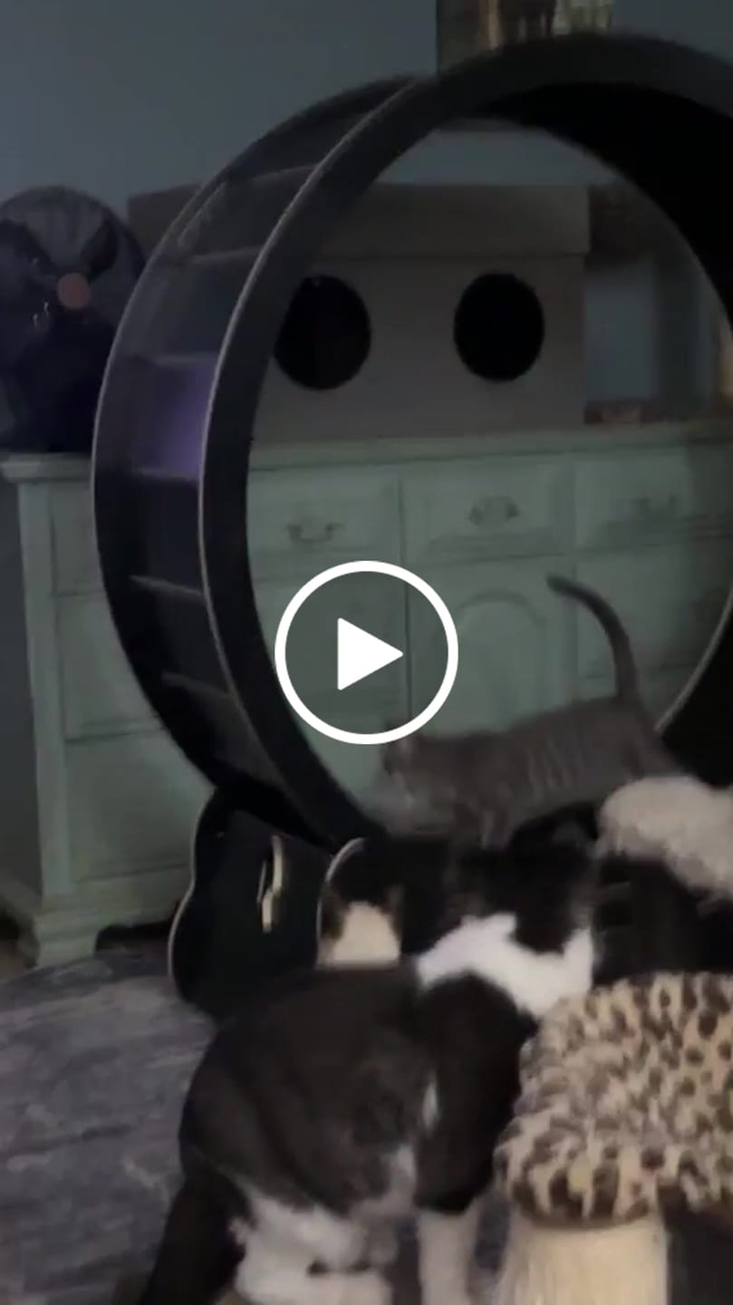 Customer video review of Nordic Beast Cat Wheel — Built for Large, High Energy Indoor Cats