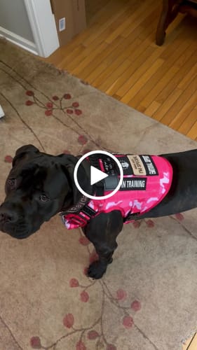 Customer video review of Classic Heavy-Duty Tactical No-Pull Team K9™ Dog Harness With Front & Back D-Rings, Quick-Release Metal-Buckles, Hook & Loop Panels, & Top Handle