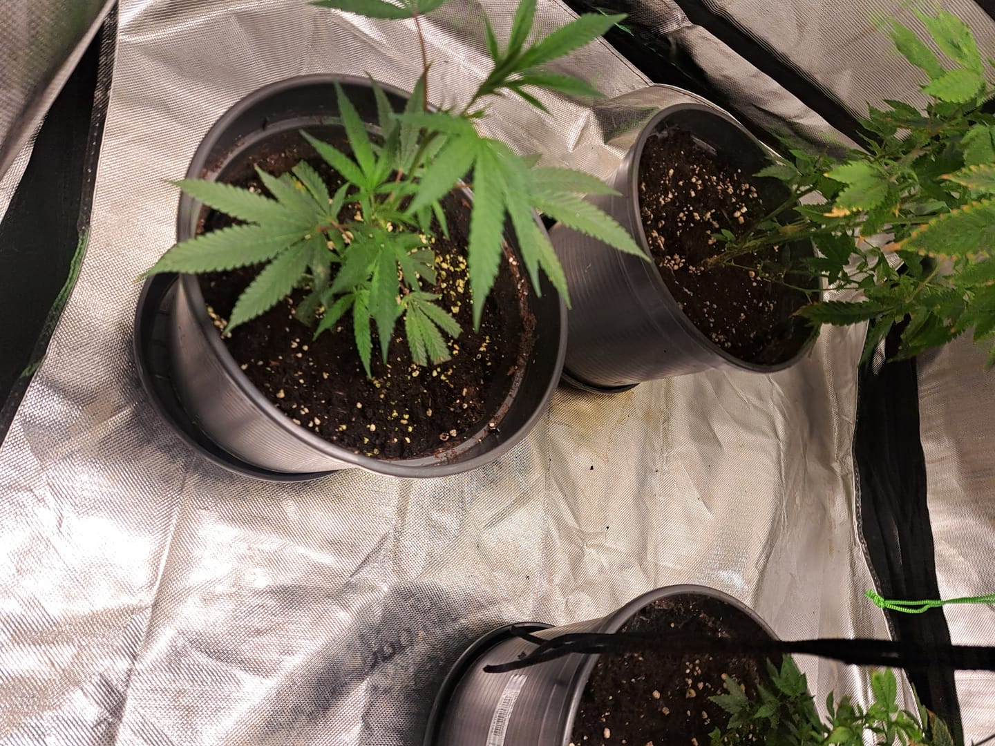 Customer photo review of Hanfsteckling | Seriotica